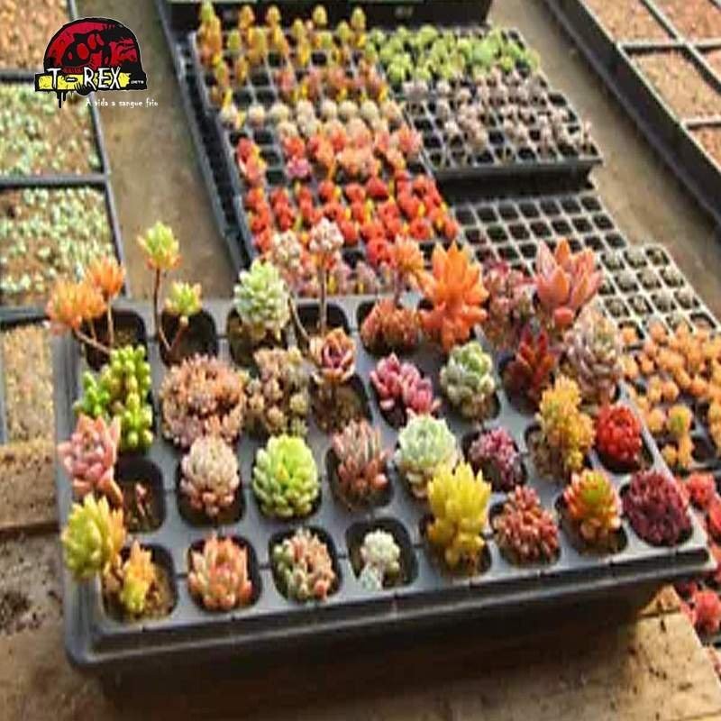 comprar muda de suculenta rara no brasil