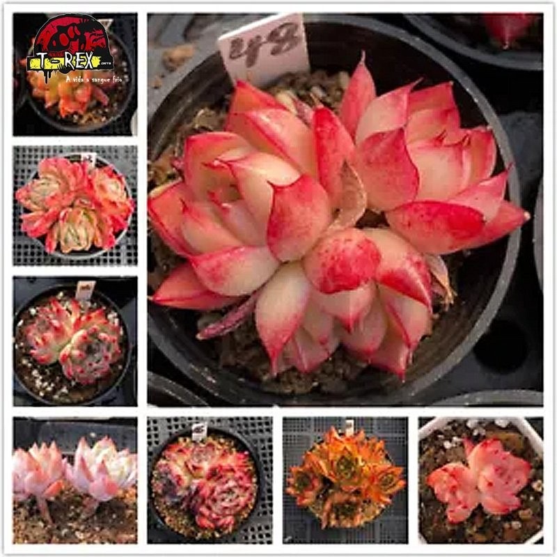 comprar mudas de suculenta no brasil