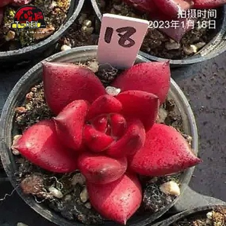 comprar muda de suculenta rara no brasil