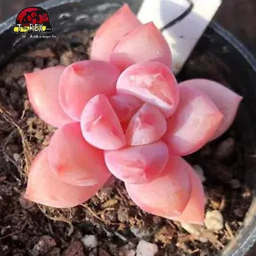 mudas de suculenta rara no brasil