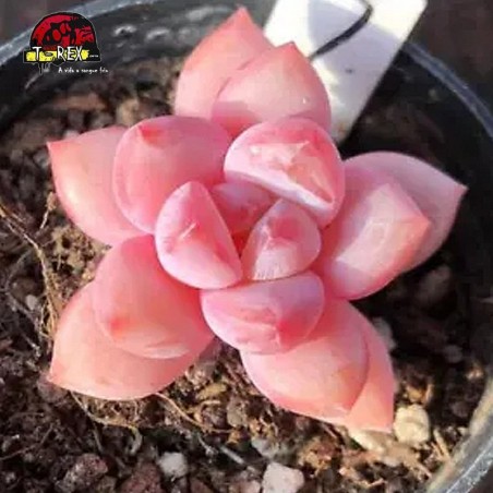 mudas de suculenta rara no brasil