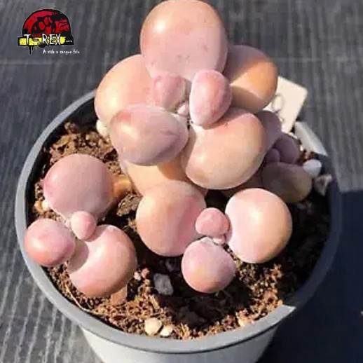 comprar suculenta rara no brasil