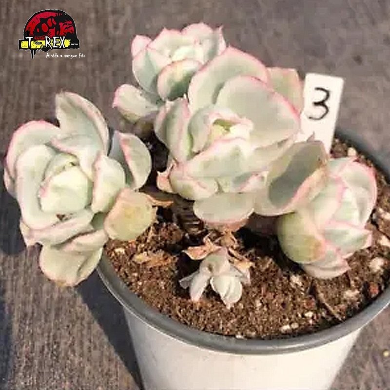 muda de suculenta rara no brasil