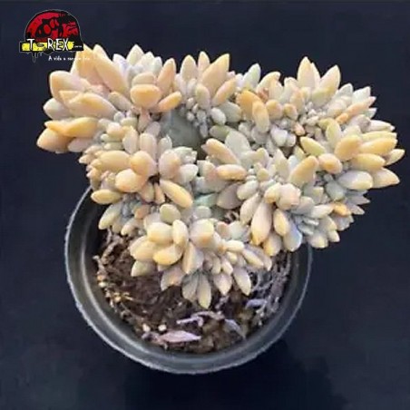 comprar muda de suculenta rara no brasil