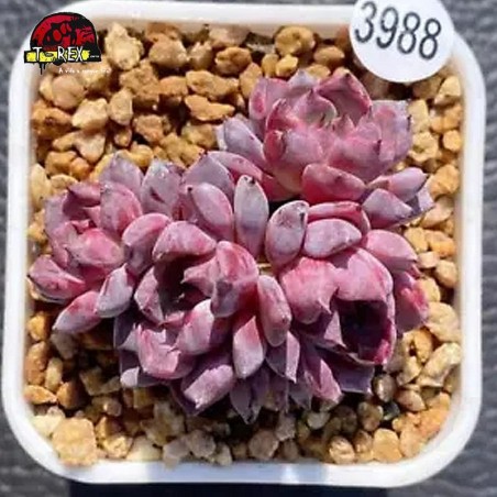 comprar muda de suculenta rara no brasil