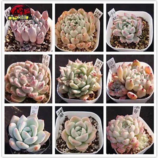 comprar muda de suculenta rara no brasil