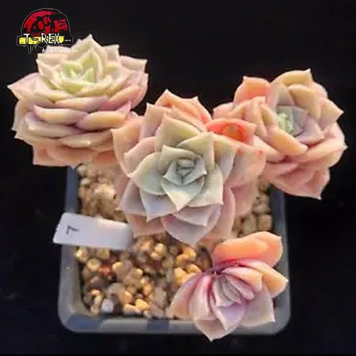 muda de suculenta rara no brasil