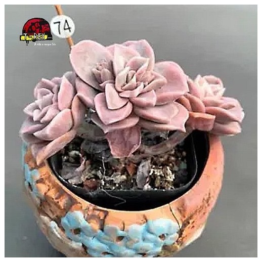 comprar muda de suculenta rara