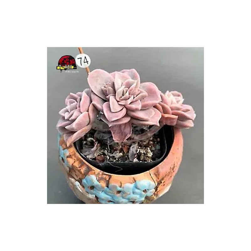 comprar muda de suculenta rara