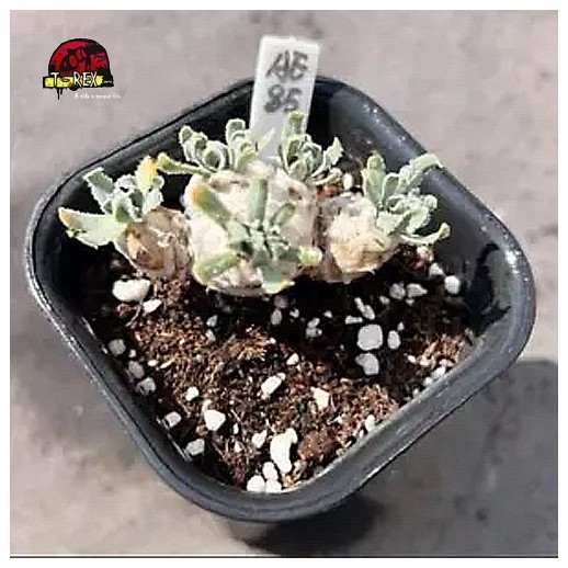 comprar muda de suculenta rara no brasil