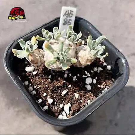 comprar muda de suculenta rara no brasil