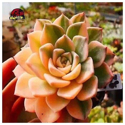 comprar suculenta rara no brasil