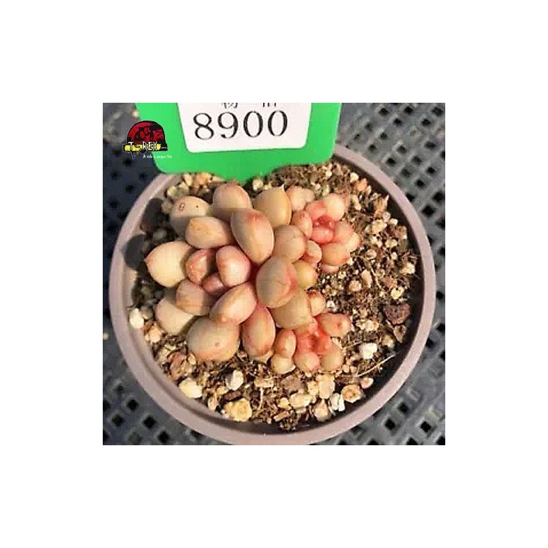 muda de suculenta rara