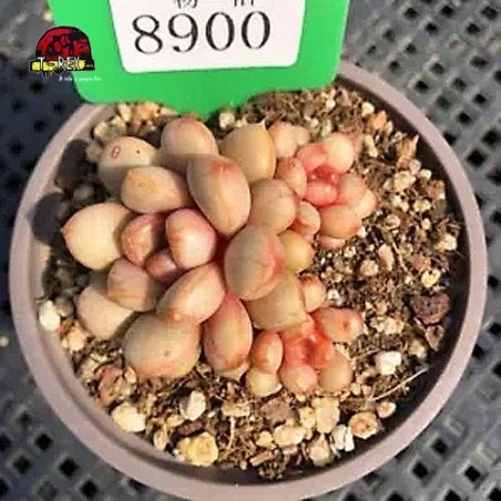 muda de suculenta rara