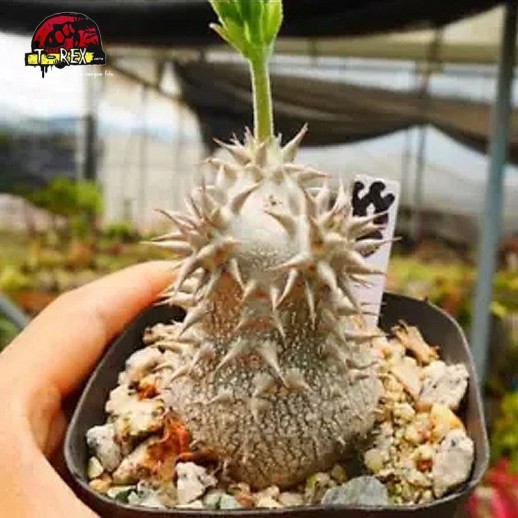 comprar muda de suculenta rara