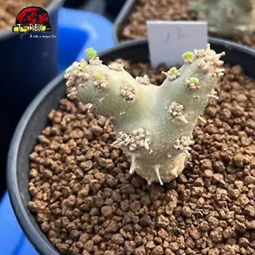 venda  de suculenta rara no brasil