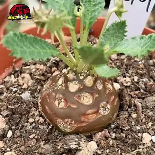 comprar muda de suculenta rara