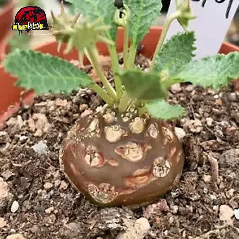 comprar muda de suculenta rara