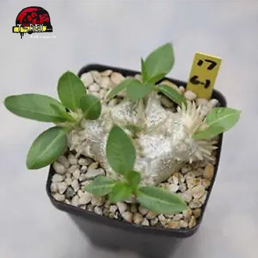 comprar muda de suculenta rara