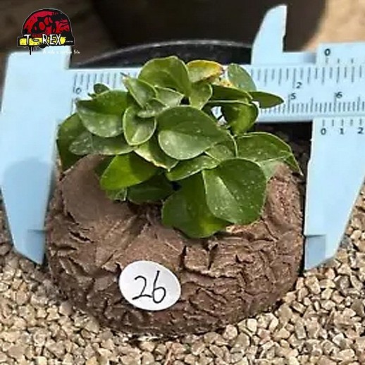 comprar muda de suculenta rara