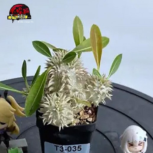 comprar suculenta rara no brasil