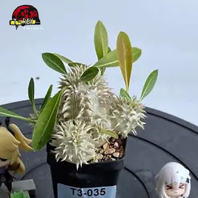 comprar suculenta rara no brasil