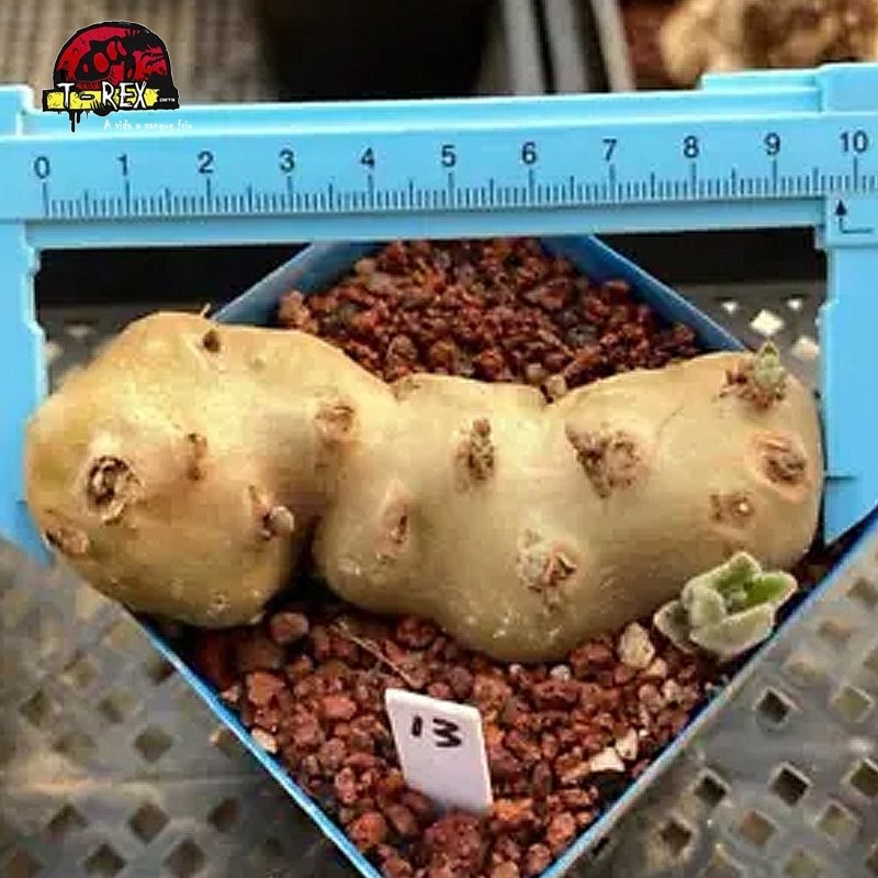 comprar muda de suculenta