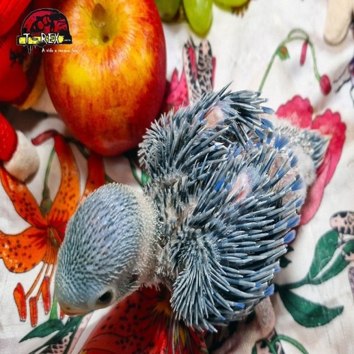 Conquiste seu Exótico Companheiro: Adquira um Encantador Filhote de Ring Neck Azul!