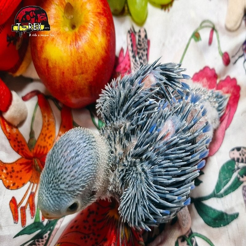 Conquiste seu Exótico Companheiro: Adquira um Encantador Filhote de Ring Neck Azul!