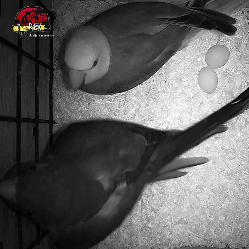 Conquiste seu Exótico Companheiro: Adquira um Encantador Filhote de Ring Neck Azul!