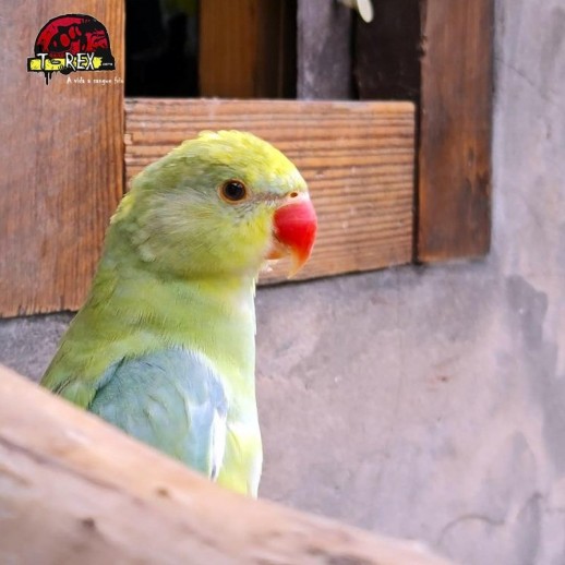 Ring Necks Encantadores à Venda - Explore a Beleza e o Encanto dos Ring Necks com a Nossa Coleção Exclusiva