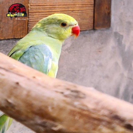 Ring Necks Encantadores à Venda - Explore a Beleza e o Encanto dos Ring Necks com a Nossa Coleção Exclusiva