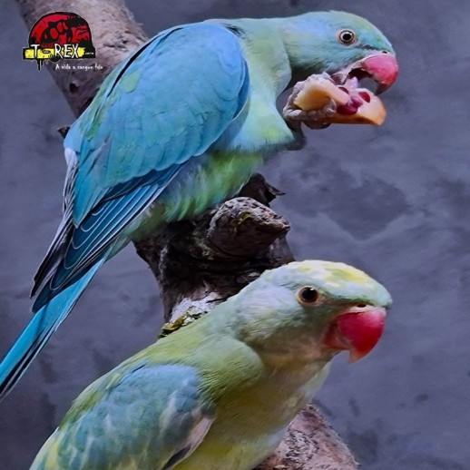 Ring Necks Encantadores à Venda - Explore a Beleza e o Encanto dos Ring Necks com a Nossa Coleção Exclusiva