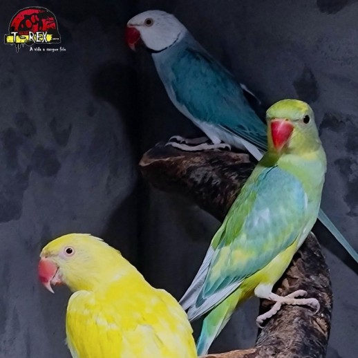 Ring Necks Encantadores à Venda - Explore a Beleza e o Encanto dos Ring Necks com a Nossa Coleção Exclusiva