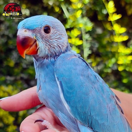 comprar ring neck cor turqusa raro