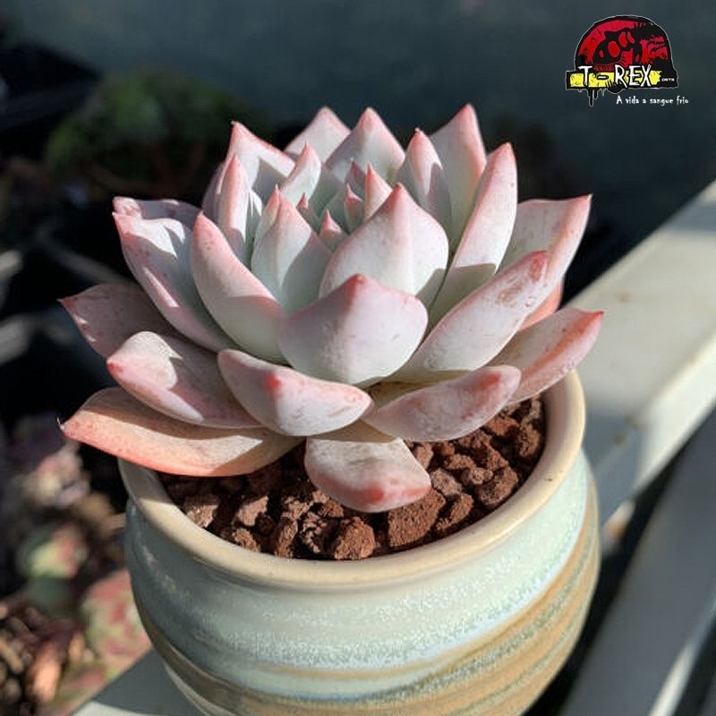 comprar suculenta rara