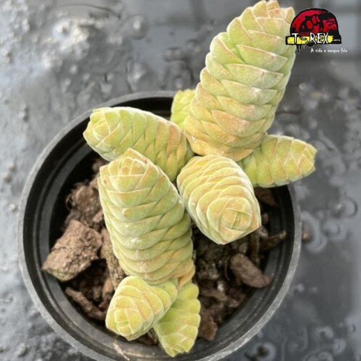 comprar suculenta rara