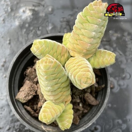 comprar suculenta rara