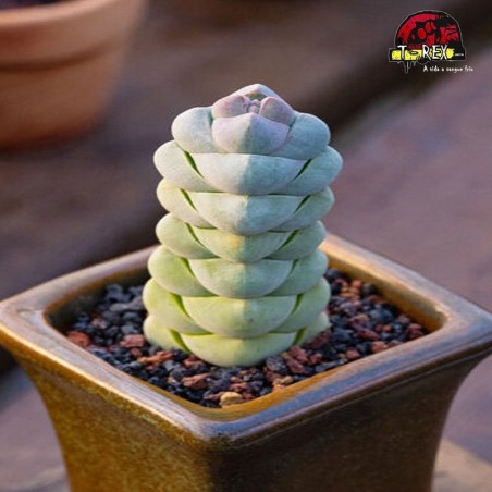 comprar suculenta rara