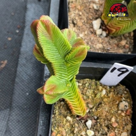 comprar suculenta rara