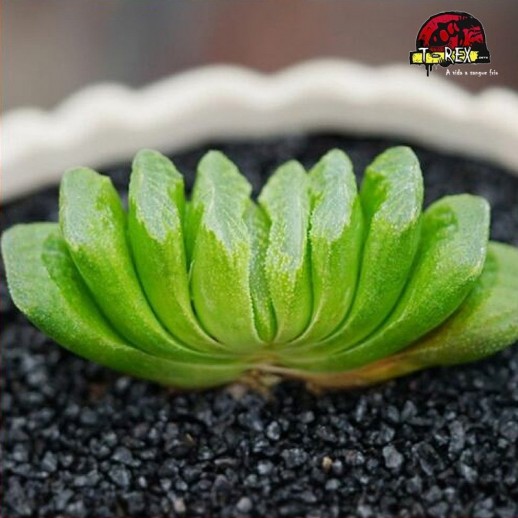 comprar suculenta rara