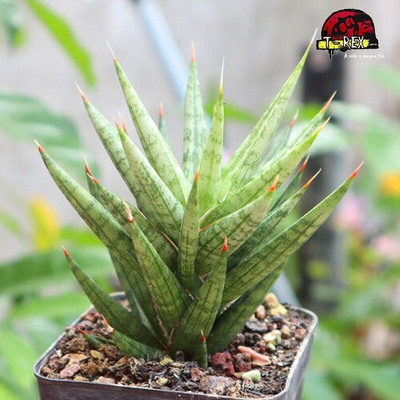 comprar suculenta rara