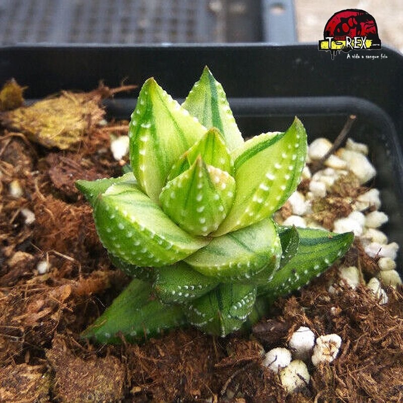 comprar suculenta rara