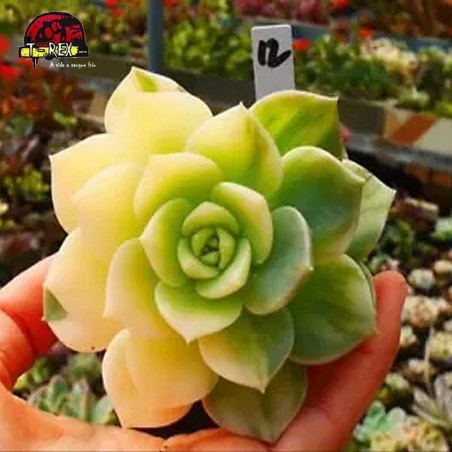 comprar suculenta rara