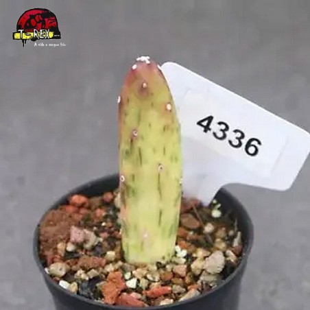 comprar suculenta rara