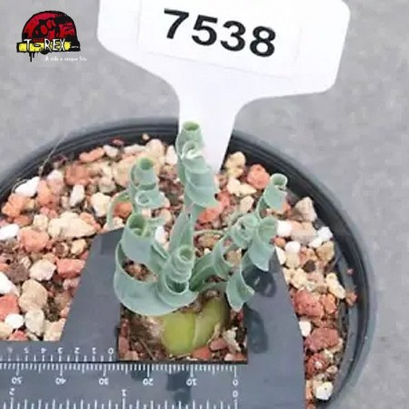 comprar suculenta rara