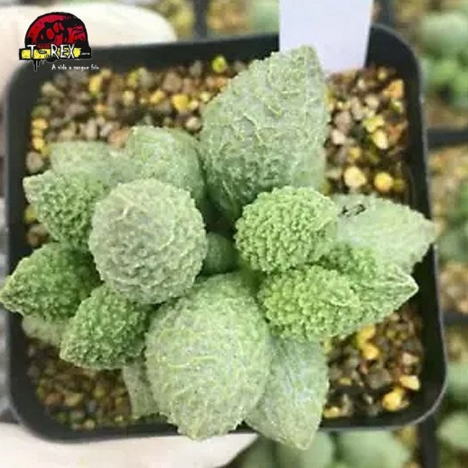 comprar suculenta rara