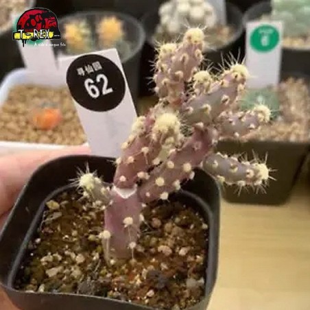 comprar suculenta rara