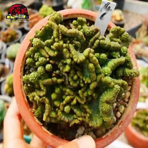 comprar suculenta rara