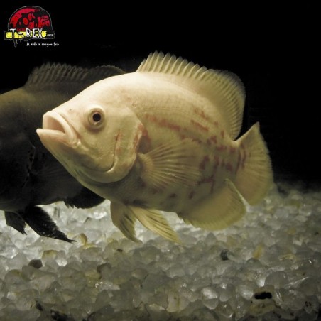 venda de peixes